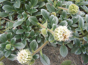Silvery phacelia